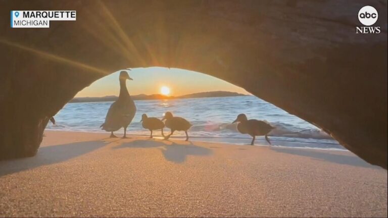 Video Family of ducks photobomb beautiful sunset shot