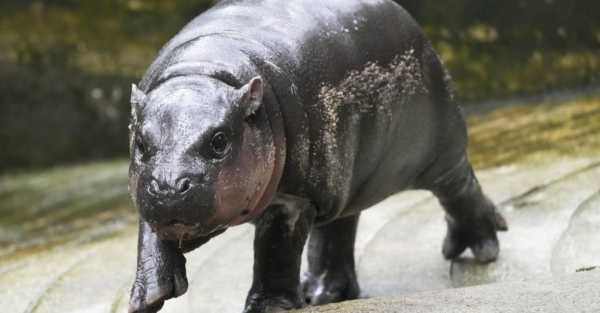 Thai zoo home to viral baby hippo Moo Deng is patenting the pygmy