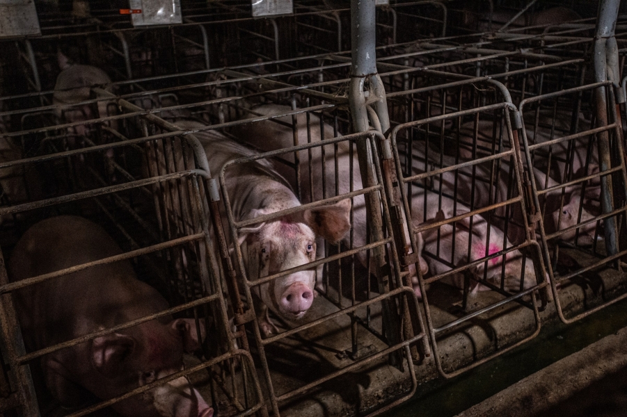 A pig inside a narrow metal crate, with other pigs in identical crates on either side, looks toward the camera.