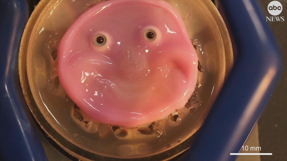 Video Japanese scientists make a robot face with living skin that can smile