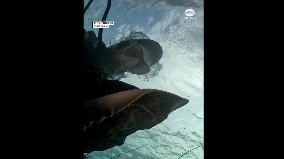 Video Off the hook: Diver frees ray from fishing line