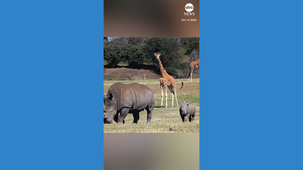 Video Baby rhino makes transition outside at Australia zoo