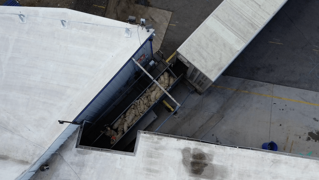 Aerial view of sheep in a metal chute coming out of a truck and into a building.