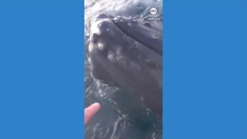 Video Curious humpback whale circles boaters in Norway