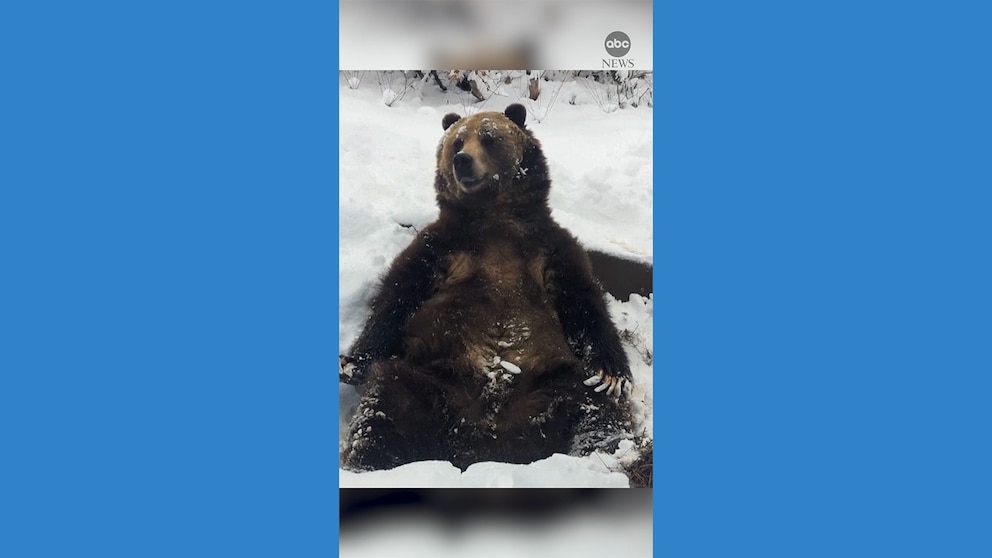 Video Bear enjoys snow day at Colorado zoo