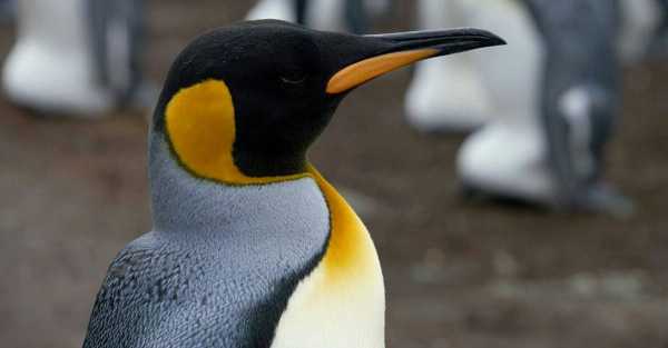 Penguin swims from Antarctica to Australia on 3,400km journey