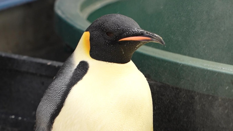 Video Penguin heads home after epic 2,200-mile journey to Australia