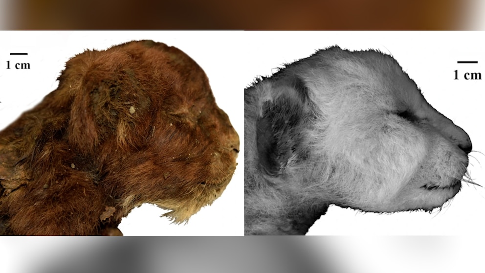 Video Mummified saber-toothed kitten found preserved in ice