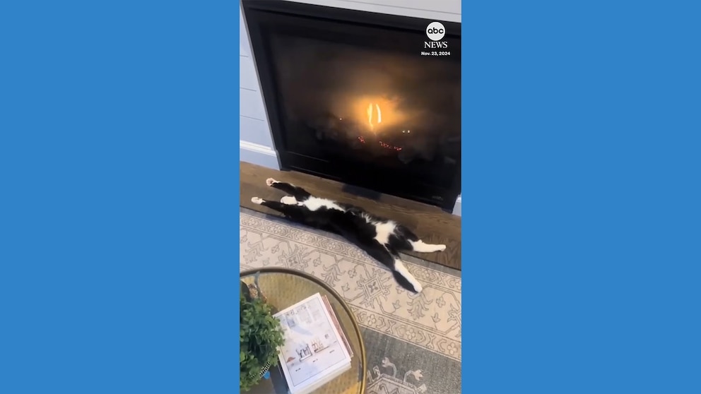 Video Cat gets extra cozy by a fireplace