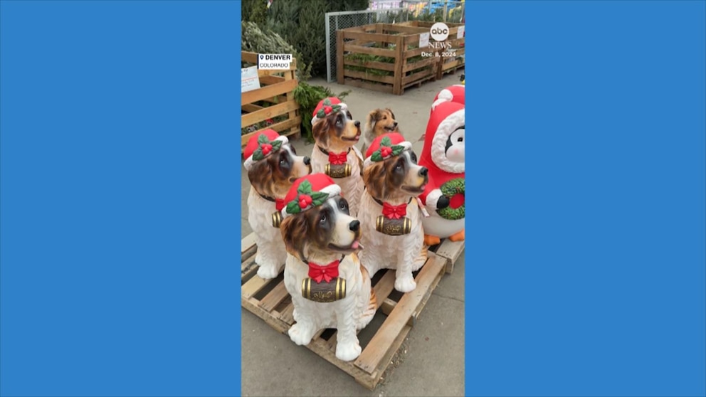 Video Dog blends in with Christmas decorations