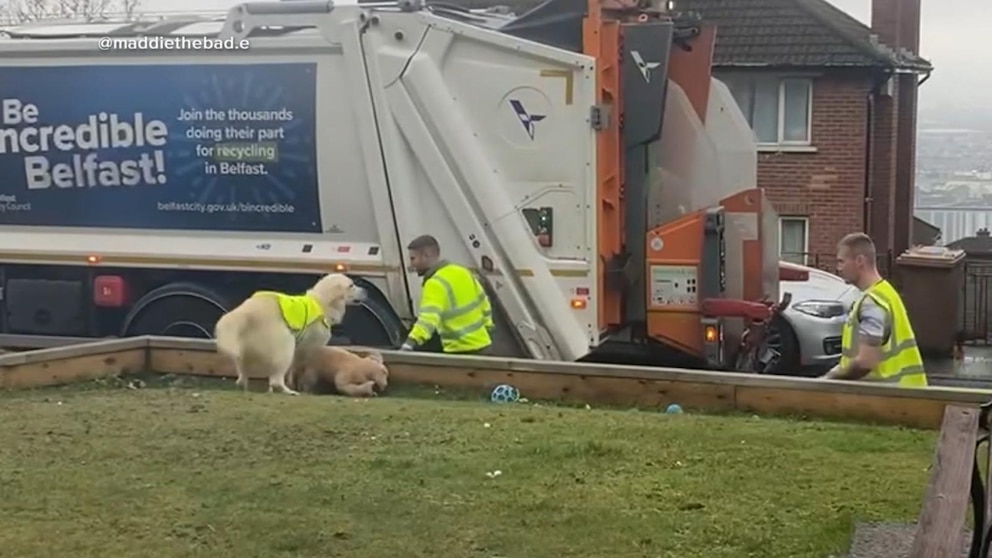 Video Dog goes viral over her love for garbage men