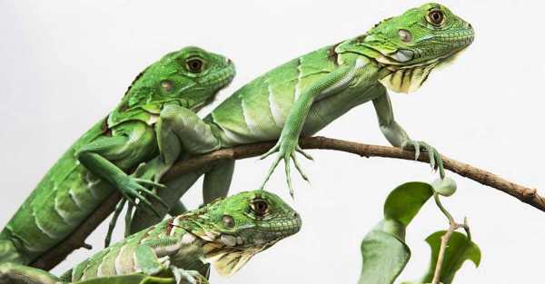 Taiwan plans to cull up to 120,000 green iguanas due to impact on agriculture