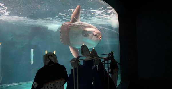 Brighter future for solitary sunfish after human cut-outs banish blues