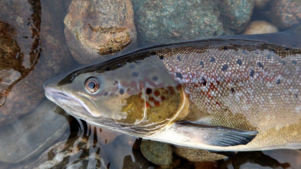 Video Nearly one-quarter of freshwater species at high risk of extinction: Study