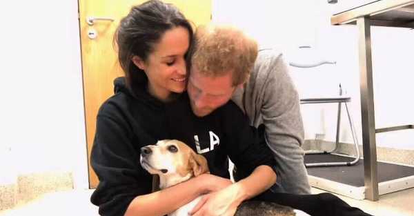 Meghan Markle ‘devastated’ over death of beloved rescue dog