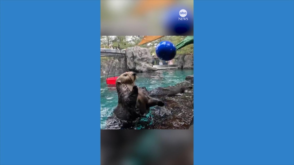 Video Otters show off basketball skills