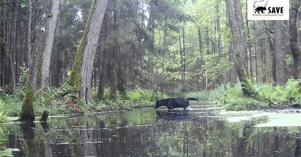 Two rare black wolves caught on camera in Polish forest by wildlife researchers