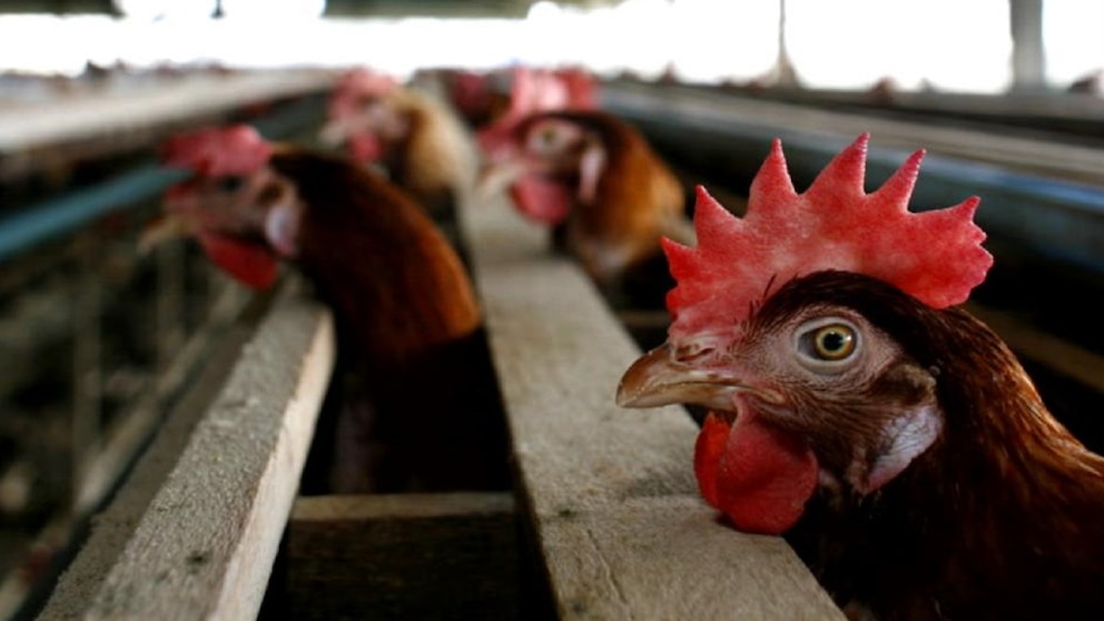 Video Bird flu concerns rising