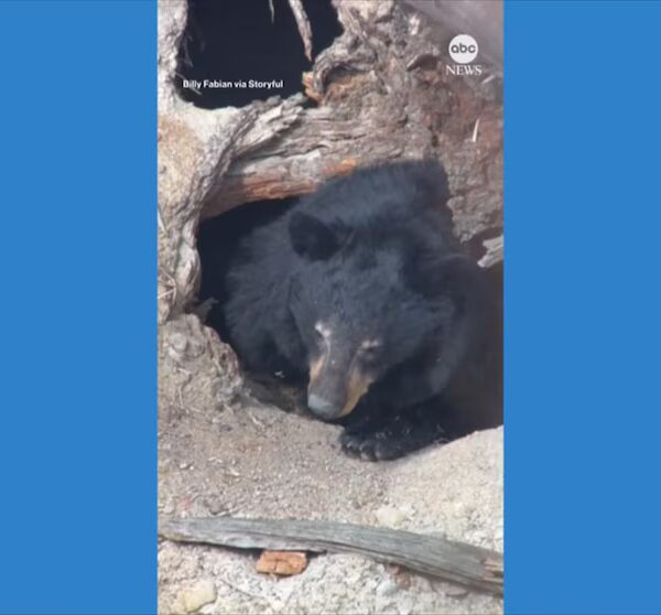 Video: Black Bear in Yellowstone Comes Out of Hibernation