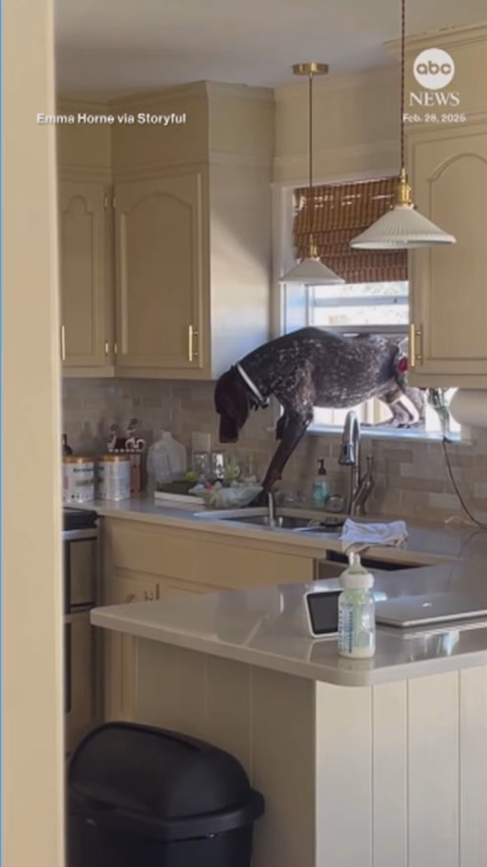 Video This Dog Really Doesn't Want To Be Outside