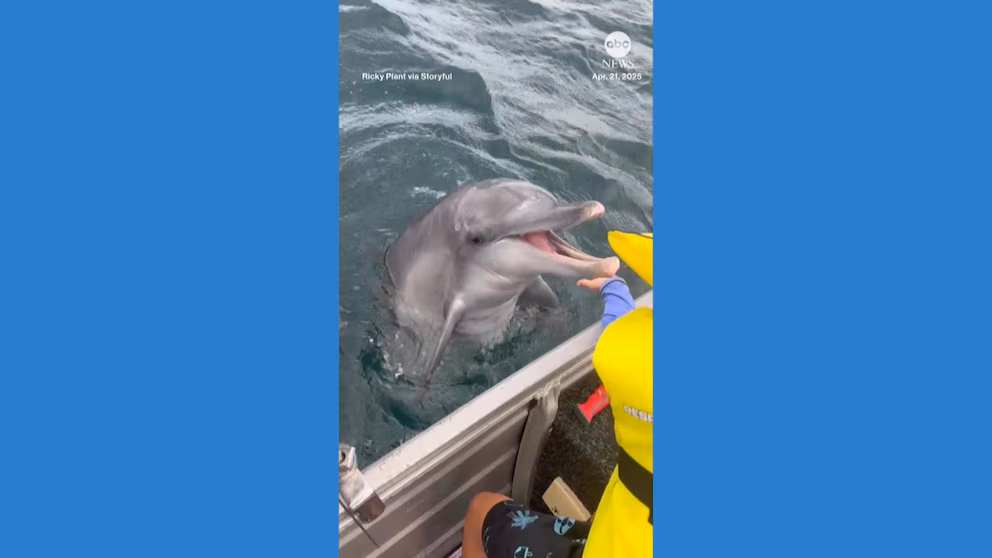 Video: Boy Meets 'Friendly' Dolphin