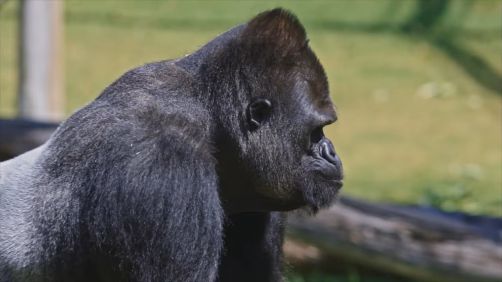 Video 100 people vs 1 gorilla: who will win the fight?
