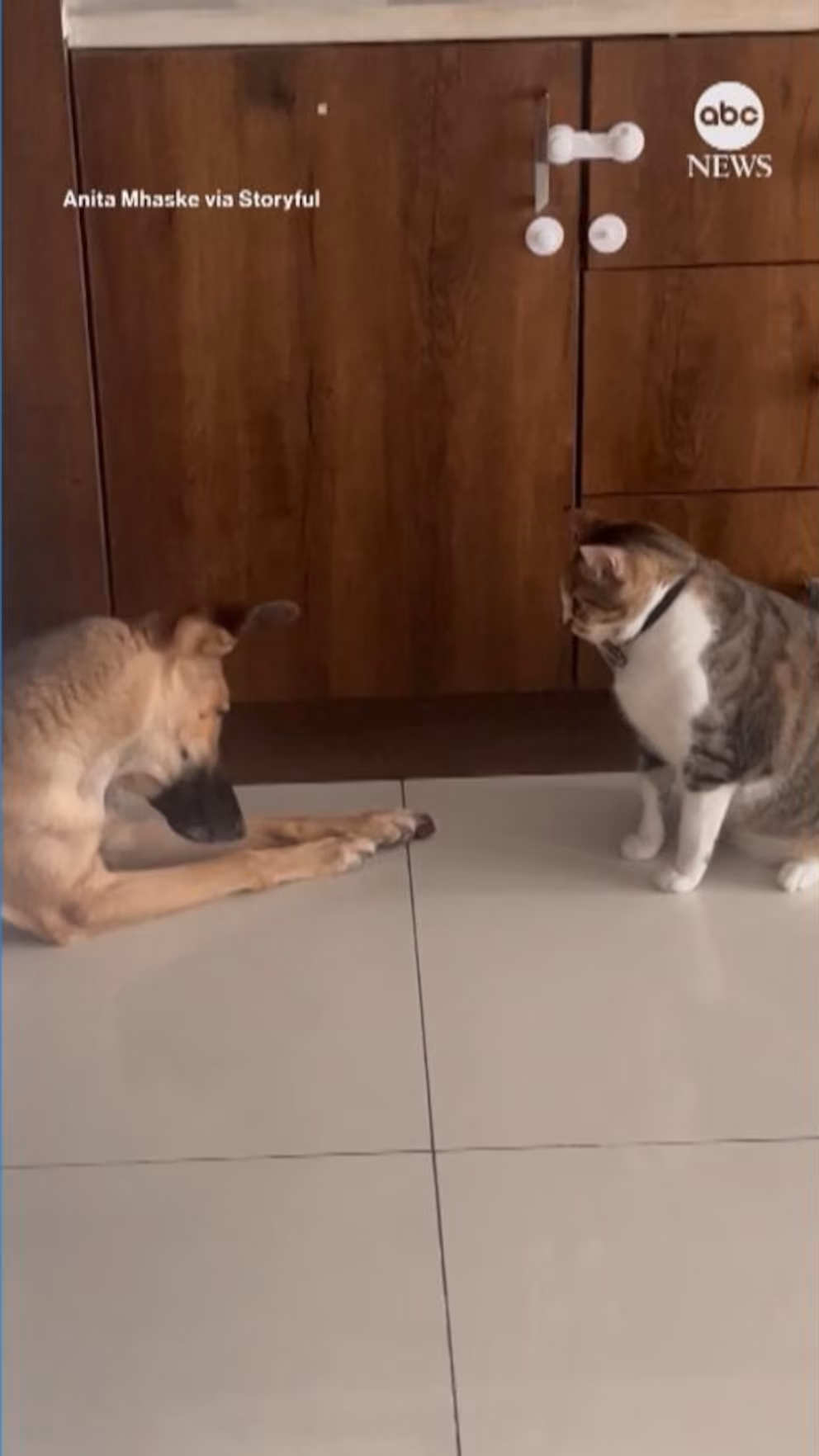 Video Dog and cat fight for last piece of food