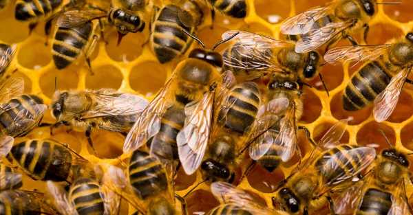 Millions of bees escape after truck flips