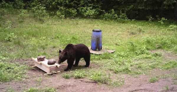 Brown bear enjoys trip to Lithuanian capital before returning to forest
