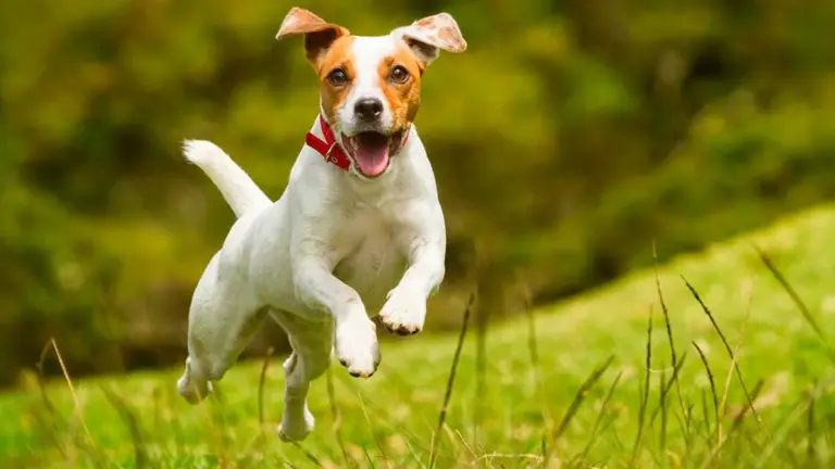 Professional Dog Training in New York Andrea Arden’s Renowned Board and Train Camp