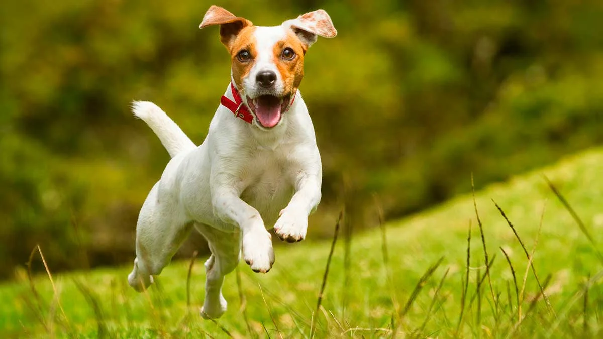 Professional Dog Training in New York Andrea Arden’s Renowned Board and Train Camp