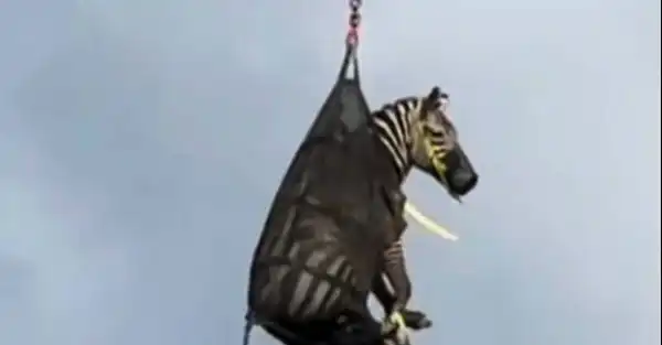 Escaped Pet Zebra That Became Internet Sensation Finally Caught