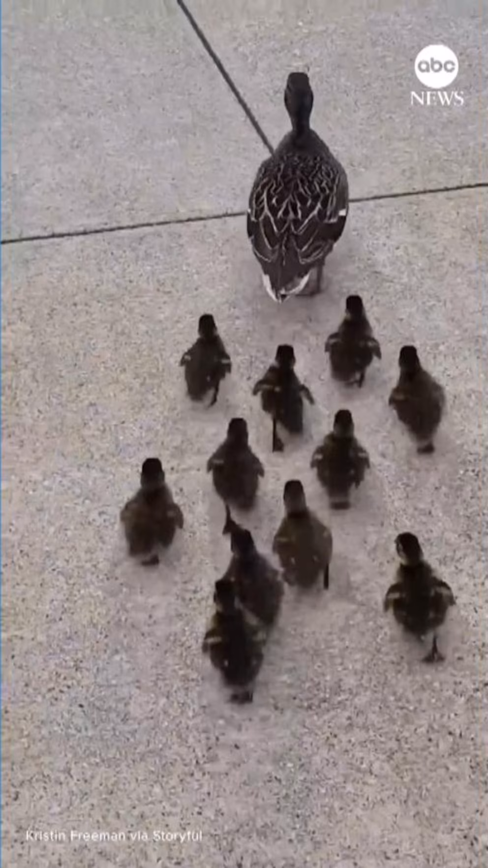 Video: Librarian Helps Duck Family Find Safe Place