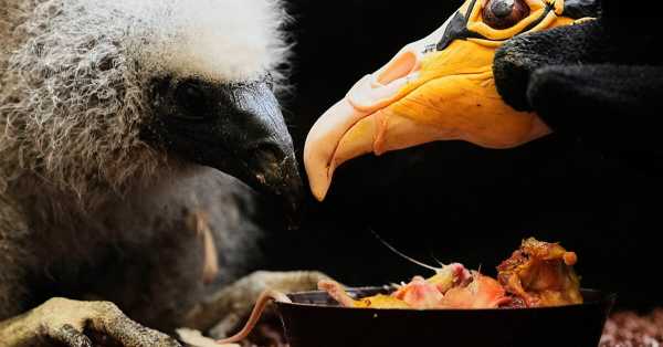 Prague Zoo Keepers Turn into Puppeteers to Save Baby Vultures