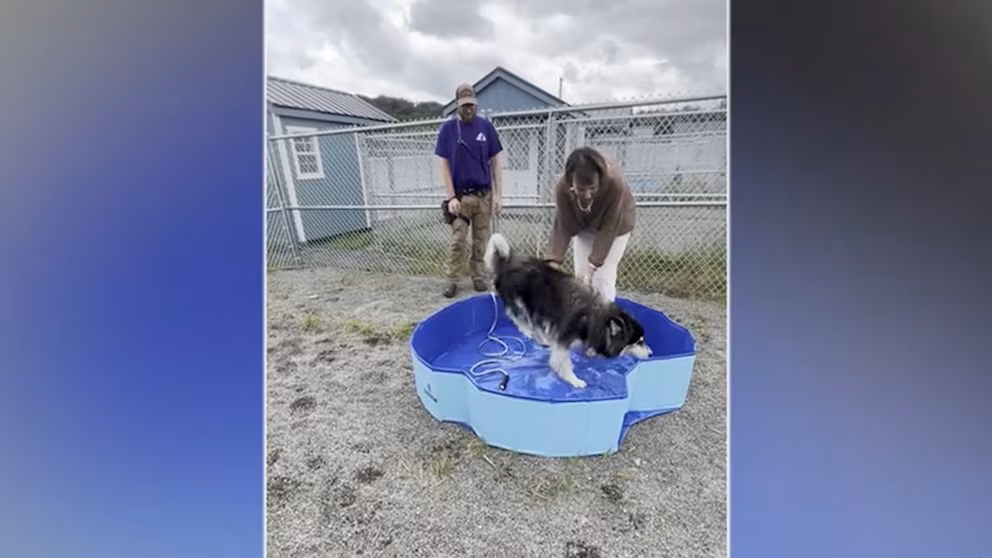 Video: Animal Shelter Opens 'Little Home Village' For Dogs Ready For Adoption