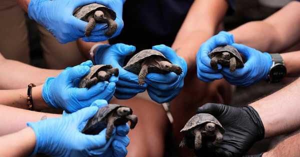 Baby turtles hatch from 100-year-old parents at US zoo