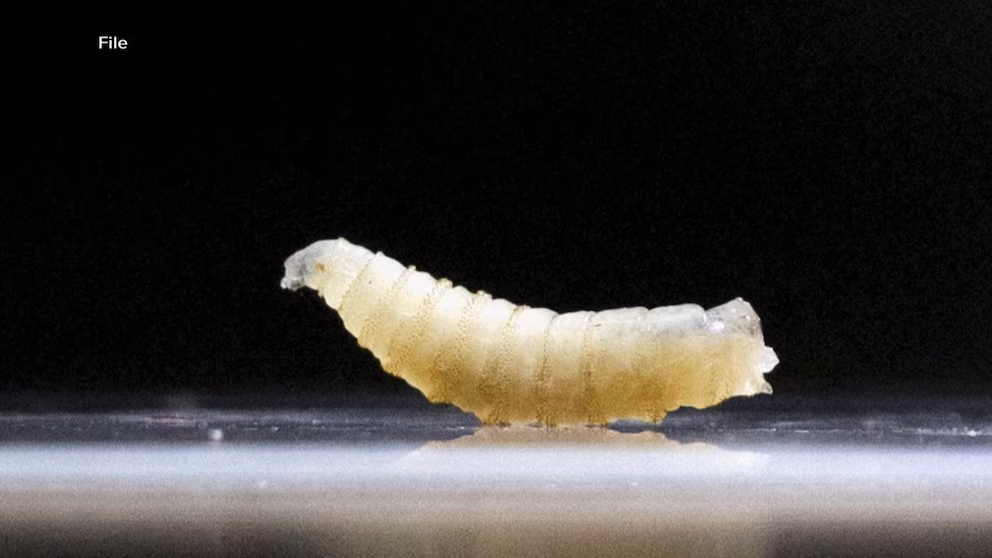 Video 1st human case of flesh-eating parasite detected in US