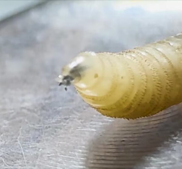 Video 1st human case of flesh-eating screwworm detected in US
