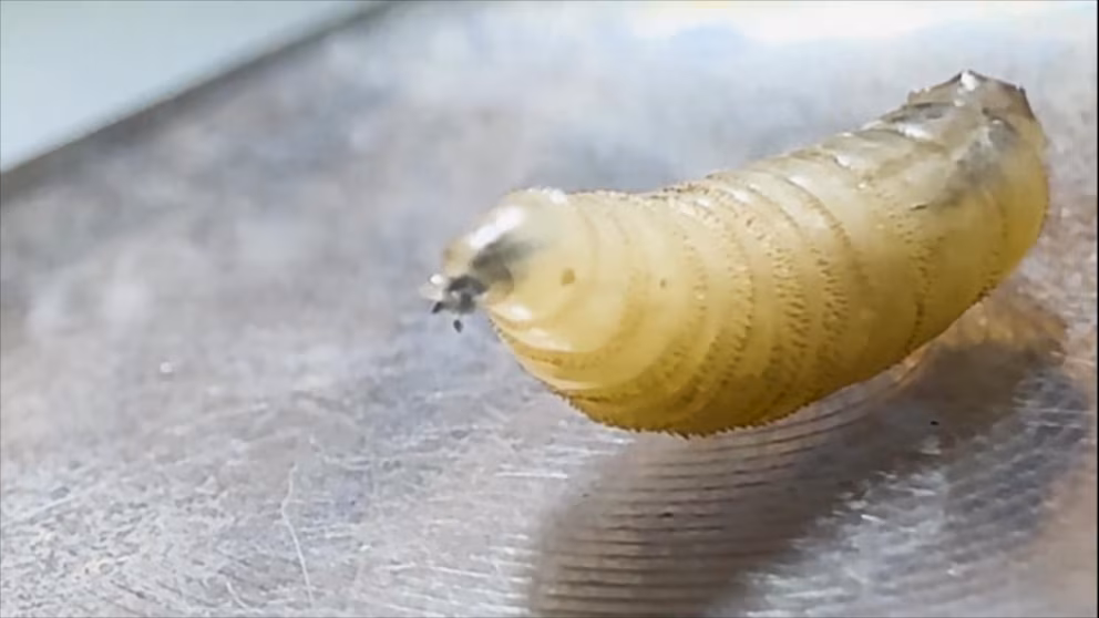 Video 1st human case of flesh-eating screwworm detected in US