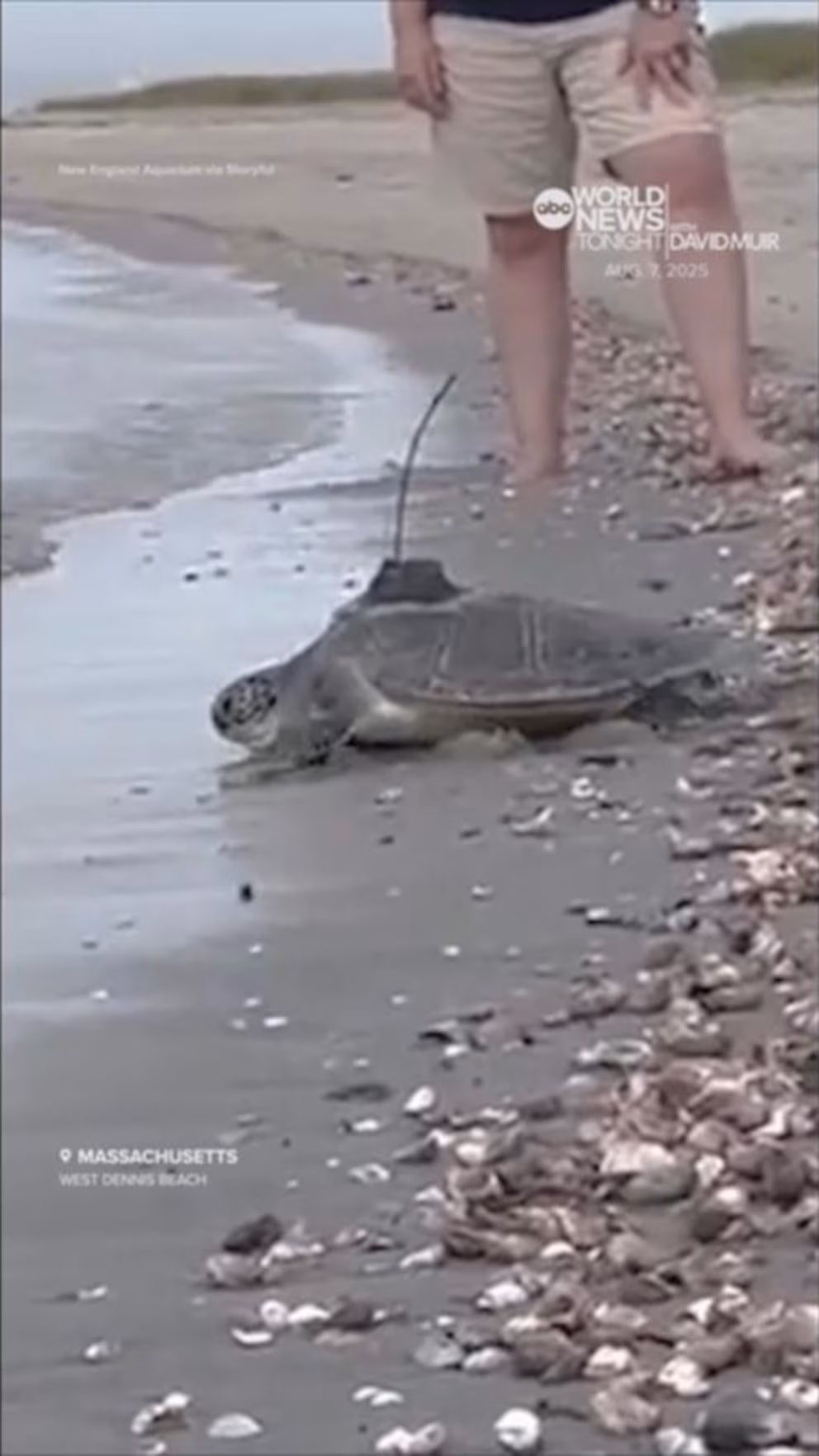 Video: Sea turtles return to ocean after 8 months of rehabilitation in Massachusetts