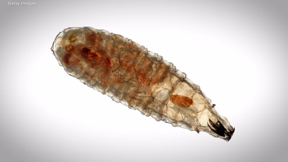Video What to know about New World screwworm