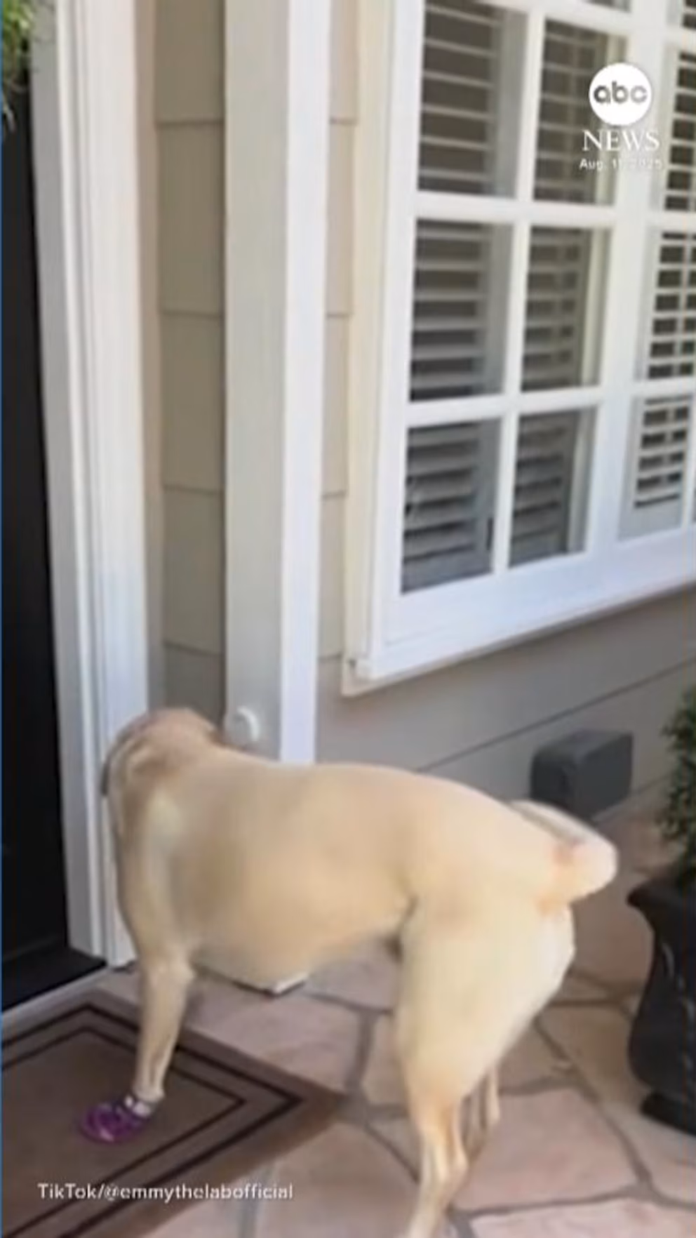 Video Welcome to Emmy's Labrador Neighborhood
