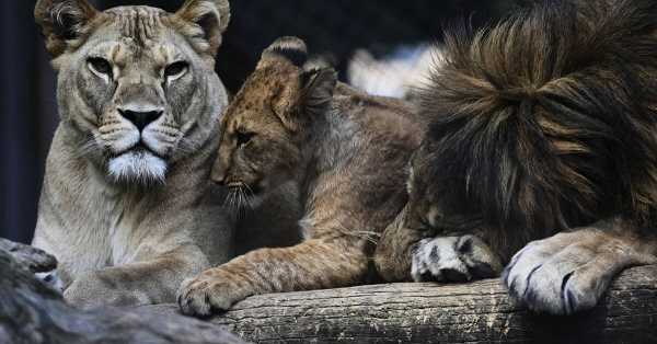 Czech Zoo Welcomes Barbary Lion Cubs Extinct in the Wild