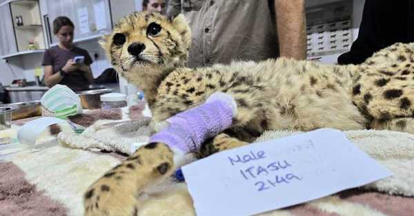 Ten cheetah cubs destined for the pet trade have been rescued from captivity.