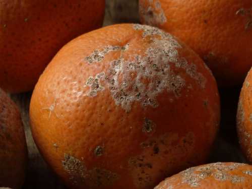 “Sometimes it's best to say goodbye”: What to do if mold appears on a fruit or vegetable?