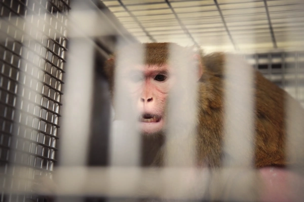 USDA Soft on Animal Abuse. Trump Court Amplifies.
