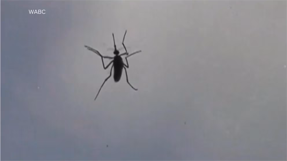 New York reports first domestic chikungunya infection in US for six years.