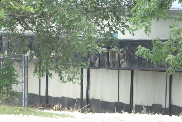 Rows of dogs in cages facing outward toward a line of trees from a small white building.