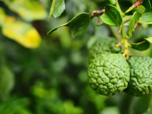 Bergamot extract: a promising natural remedy for liver protection in obesity