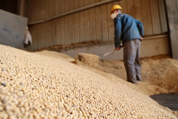 Soybean sales slump for US farmers. Understanding the trade conflict.